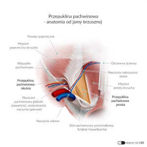 LEK Chirurgia ogólna – Przepuklina pachwinowa – anatomia od jamy brzusznej