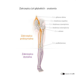 LEK Kardiologia – Zakrzepica żył głębokich – anatomia