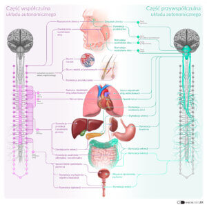 ANAT Propedeutyka Układ nerwowy Układ nerwowy autonomiczny POL